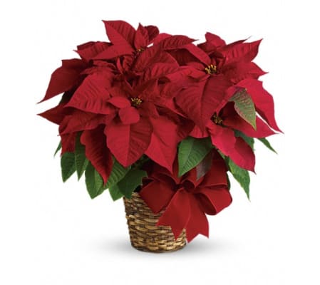 Red Poinsettia