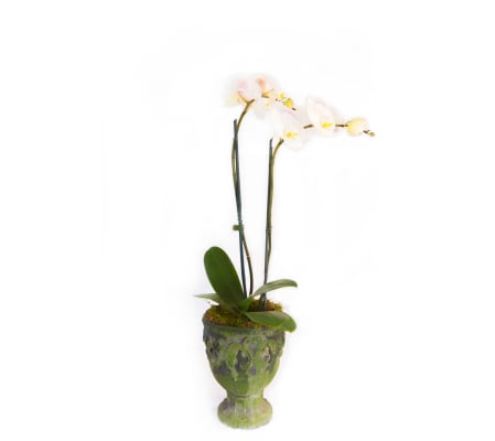 Double Blooming Orchid