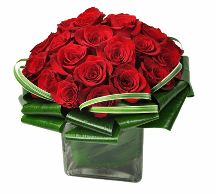 Red Rose Velvet