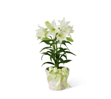 The FTD® Easter Lily Plant