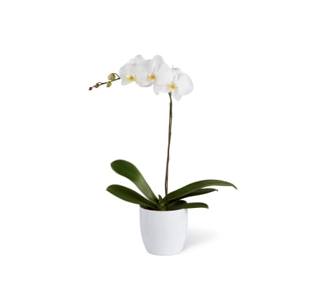 The FTD® White Orchid Ceramic Planter