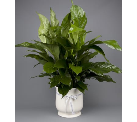 Sympathy Ceramic Planter
