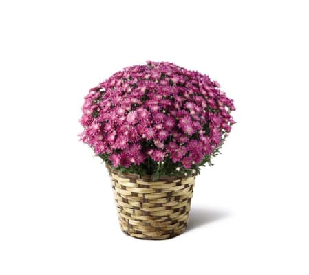 The FTD® Devotion™ Pink Mum