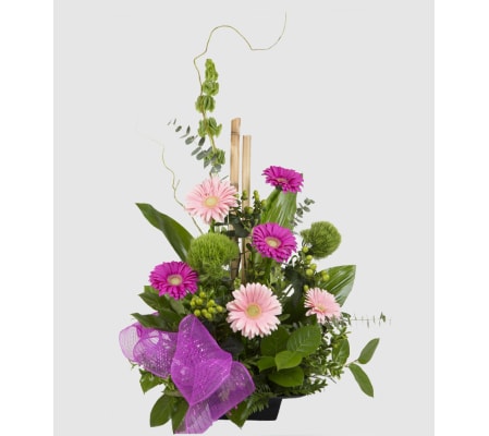 Gerbera Delight