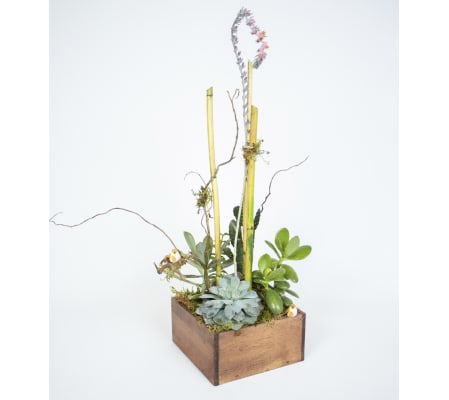 Succulent Box