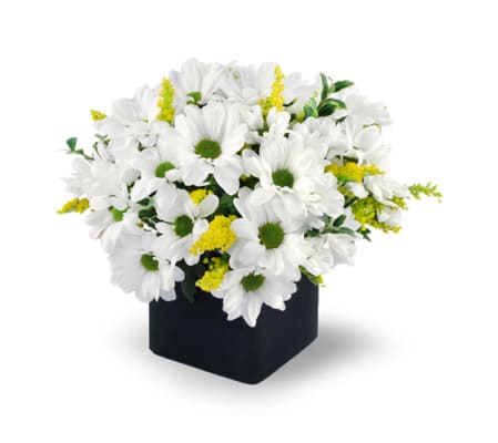 Daisy Delight