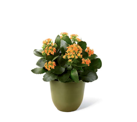 The FTD® Kalanchoe