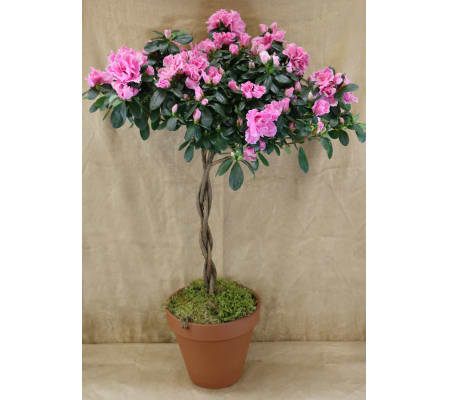 Grown for You Azalea