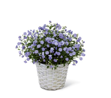 The FTD® Campanula