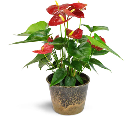 Red Anthurium Plant