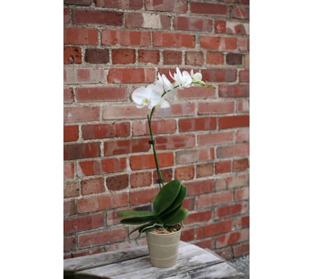 Orchid