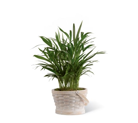 The FTD® Deeply Adored™ Palm Planter