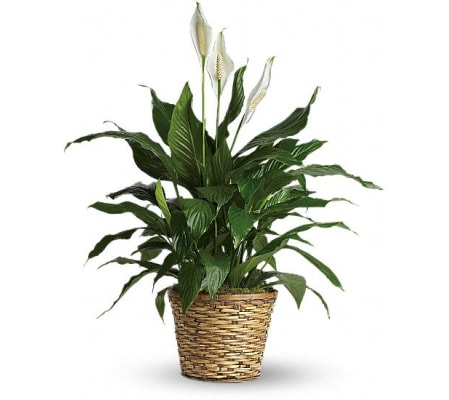 peaceful spathiphyllum