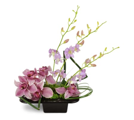 Shanghai Dusk Orchids™