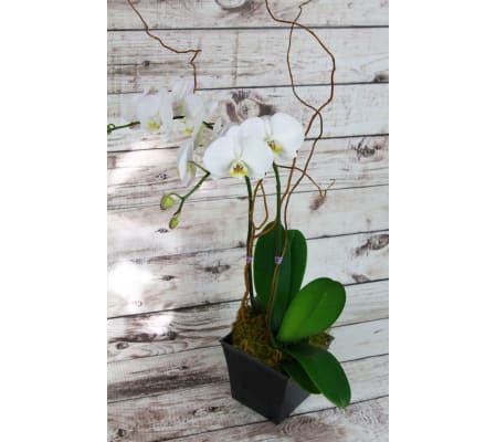 Classy Orchid