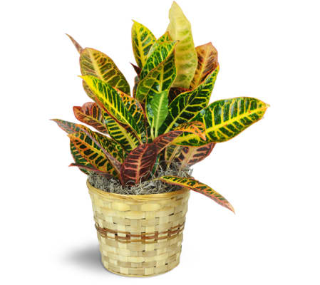 Croton Plant