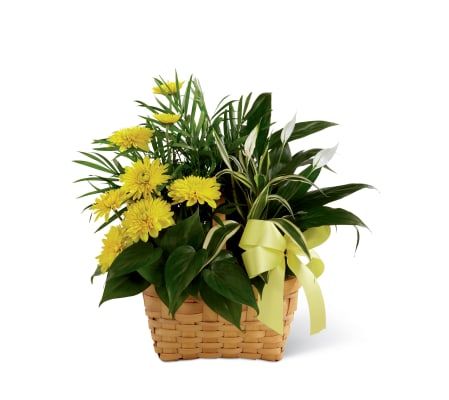 The FTD® Loving Light™ Dishgarden