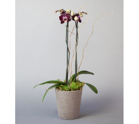 Sunnyside Gardens Double Stemmed Orchid Plant