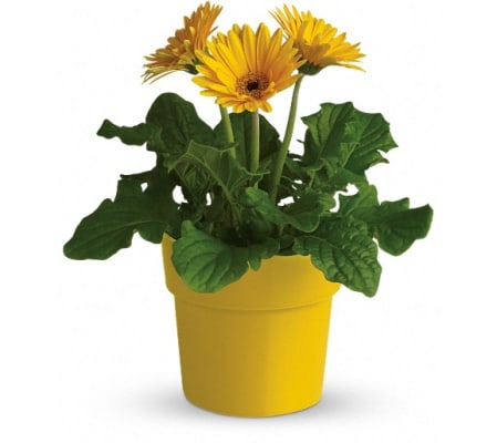 Rainbow Rays Potted Gerbera - Yellow