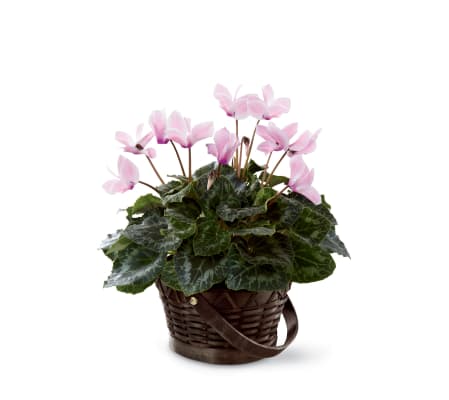 The FTD® Pink Cyclamen