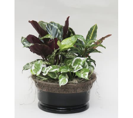 Classic Ceramic Dish Garden