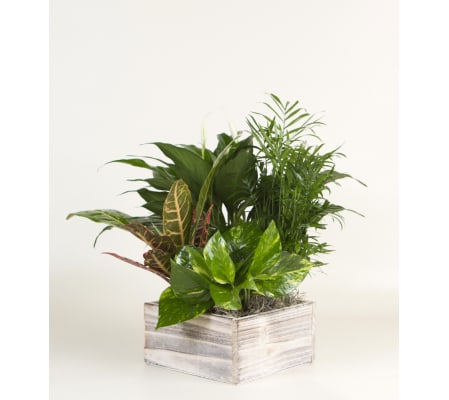 Plant Garden in Wooden Box