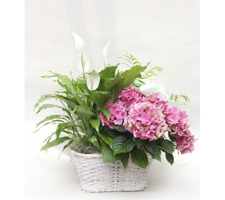 Spring Plant Trio