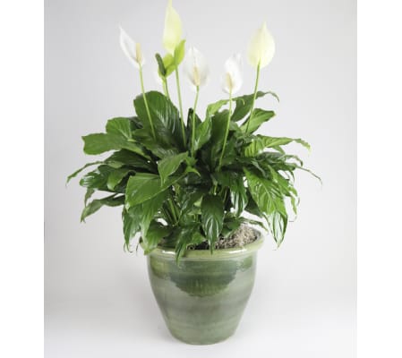 Large Peace Lily Planter
