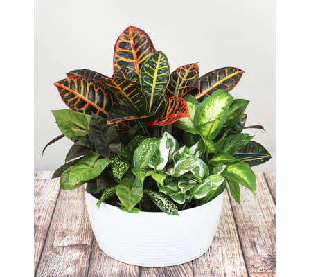 Plush Dish Garden