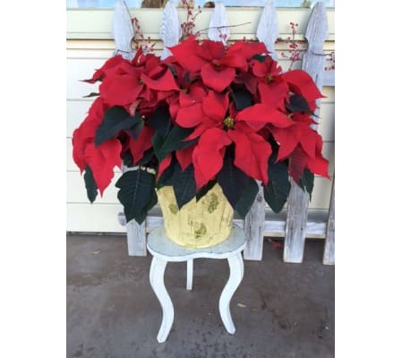 Giant Holiday Poinsettia