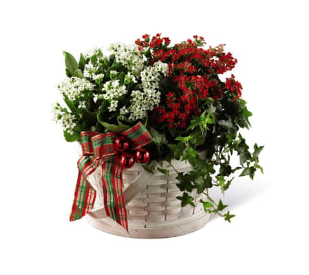 The FTD® Celebrate the Season™ Dishgarden