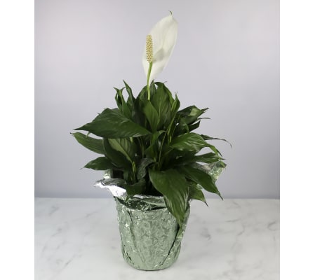 Large Decorative Peace Lily