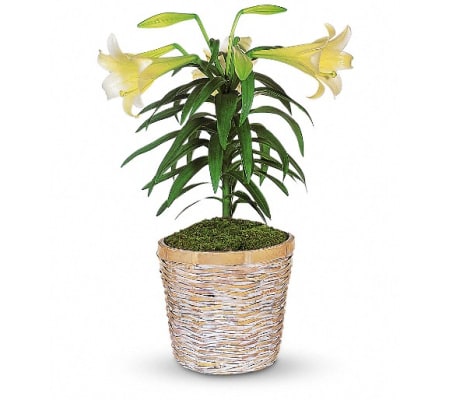 Easter Lily Plant