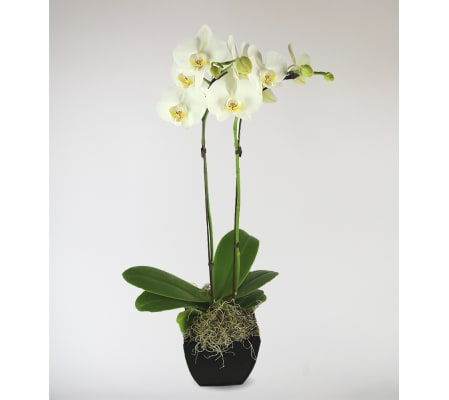 Stargazer's Decorative Orchid