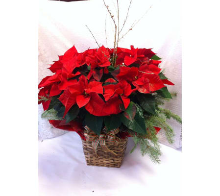 Joy to the World Poinsettia
