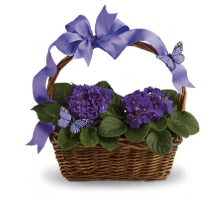 Violets And Butterflies