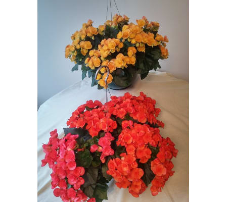 Begonia Hanging Baskets