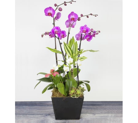 Blooming Orchid Planter
