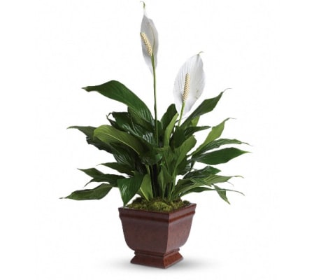 Teleflora's Lovely One Spathiphyllum Plant