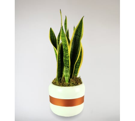 Decorative Snake Plant