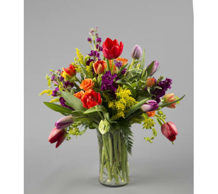 A Tulip Splash