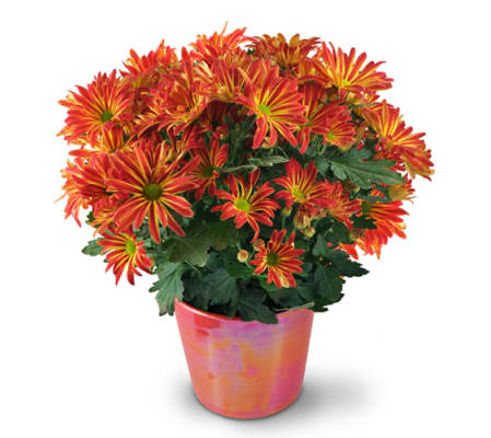 Blooming Chrysanthemum