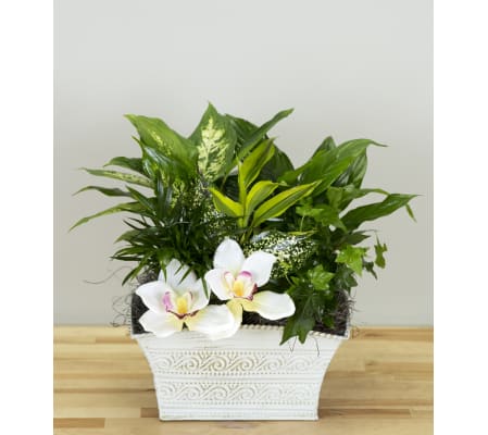 Twig's Orchid Garden