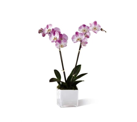The FTD® Pink Orchid Planter