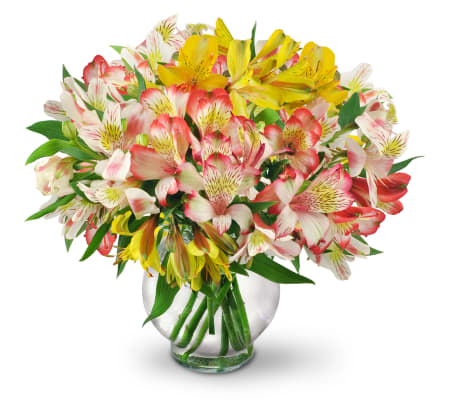 Perfect Peruvian Lilies