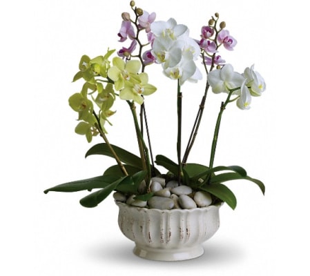 Regal Orchids