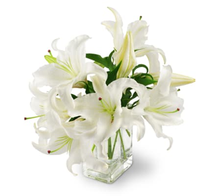 Peaceful Lilies