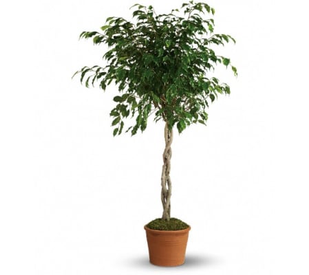 Towering Ficus