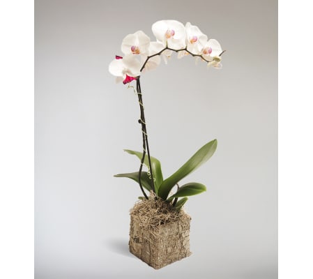 Zsuzsana's Orchid