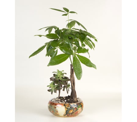 Money Tree with Succelent
